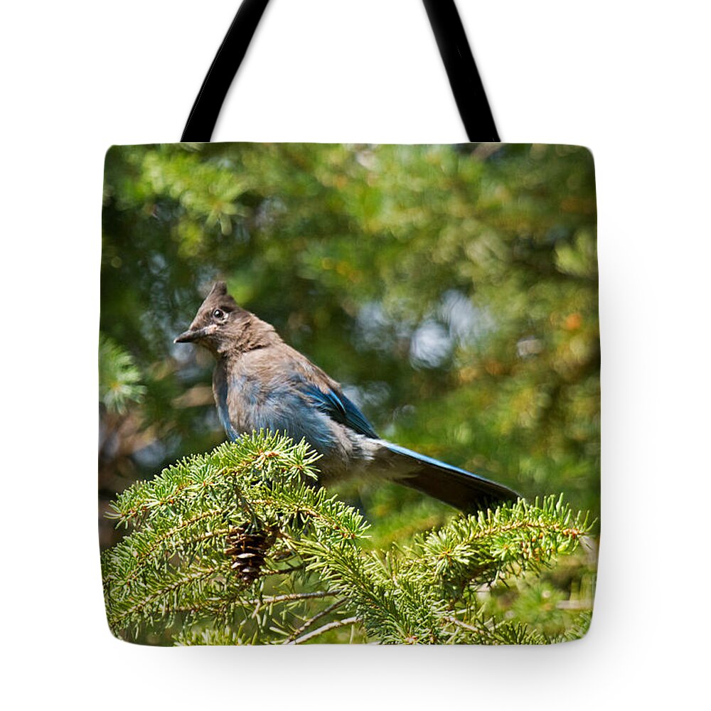 Animal Tote Bag featuring the photograph Stellers Jay in Endovalley #1 by Fred Stearns