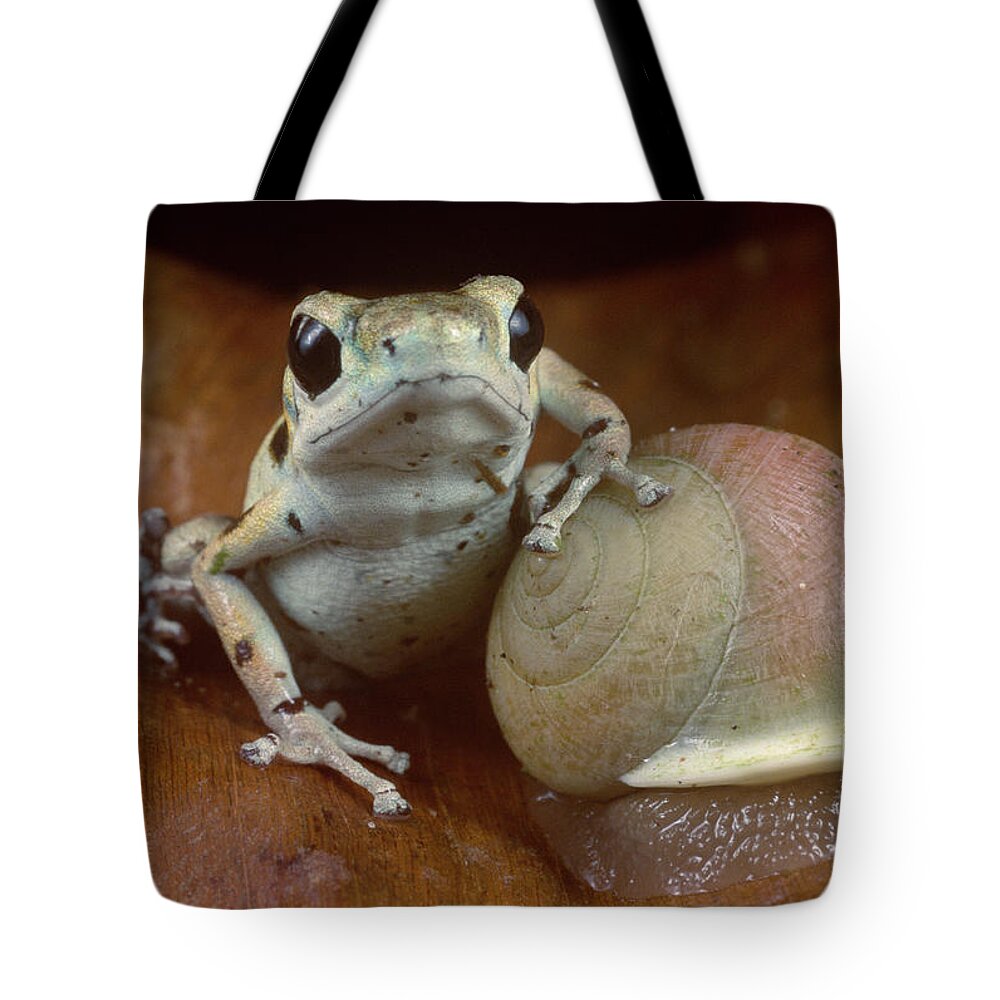Feb0514 Tote Bag featuring the photograph Strawberry Poison Dart Frog Resting #1 by Mark Moffett