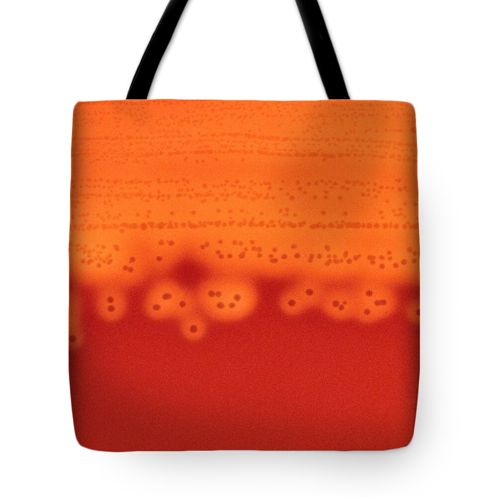 Agar Tote Bag featuring the photograph Streptococcus Pyogenes #1 by Michael Abbey