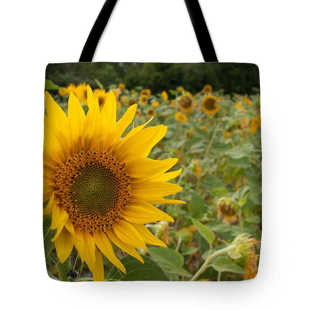 Miguel Tote Bag featuring the photograph Sun Flower Fields #2 by Miguel Winterpacht