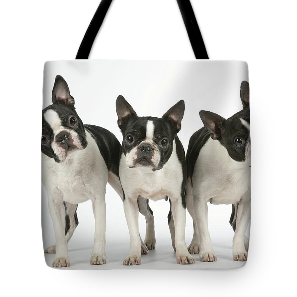Dog Tote Bag featuring the photograph Three Boston Terriers #1 by John Daniels