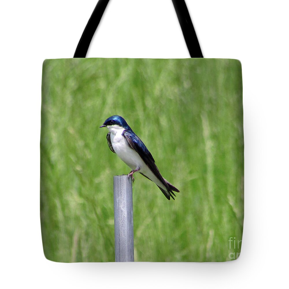 Bird Tote Bag featuring the photograph Tree Swallow by Jamie Smith