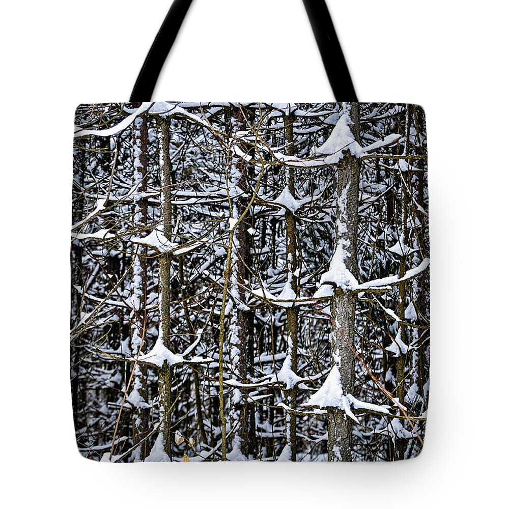 Winter Tote Bag featuring the photograph Tree trunks in winter 1 by Elena Elisseeva