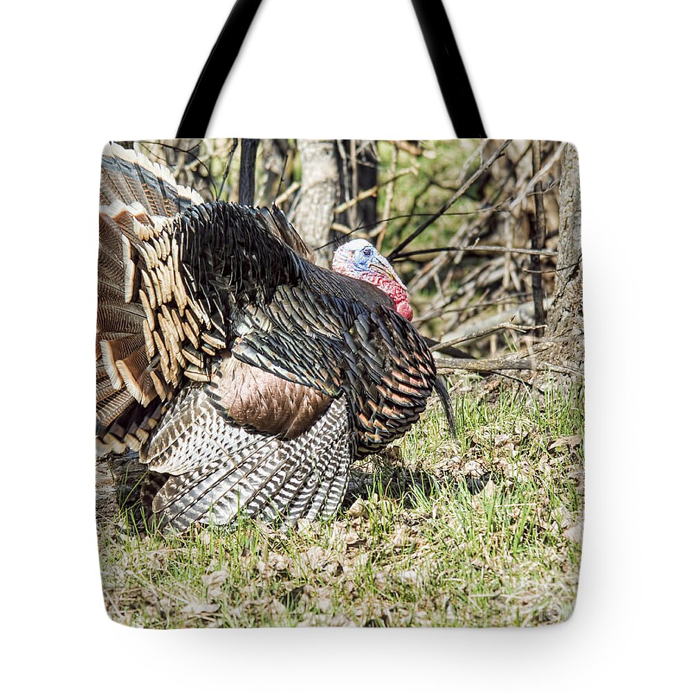 Turkey Tote Bag featuring the photograph Turkey Tom #1 by Gary Beeler