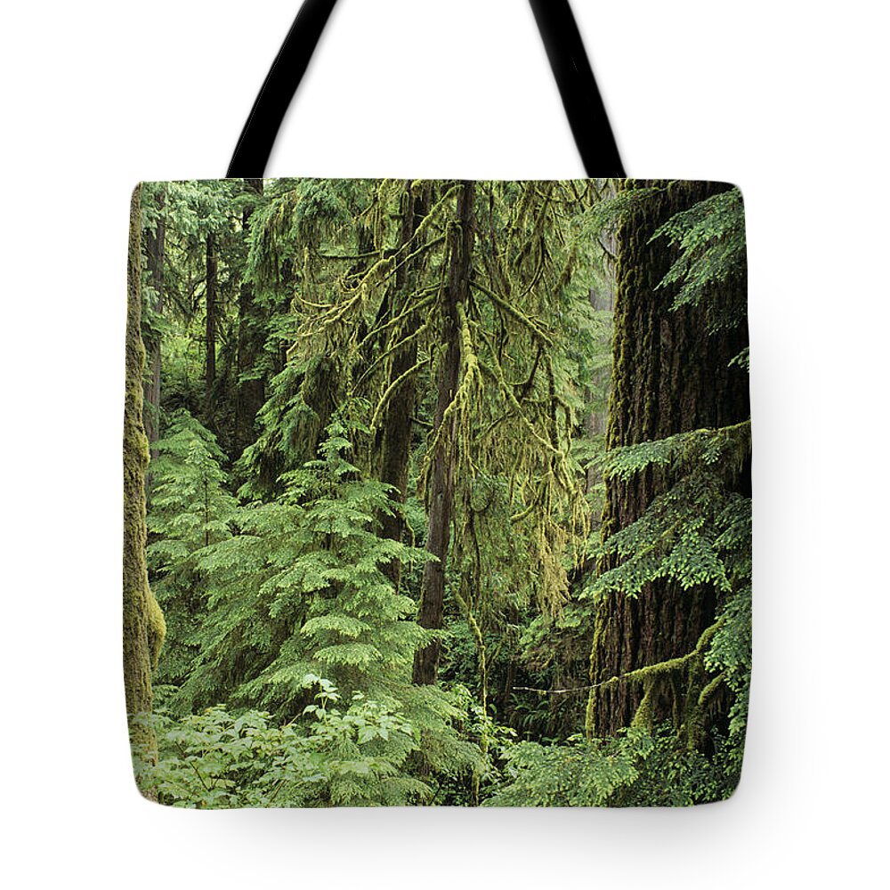 Branches Tote Bag featuring the photograph Usa, Olympic National Park Washington #1 by Greg Vaughn