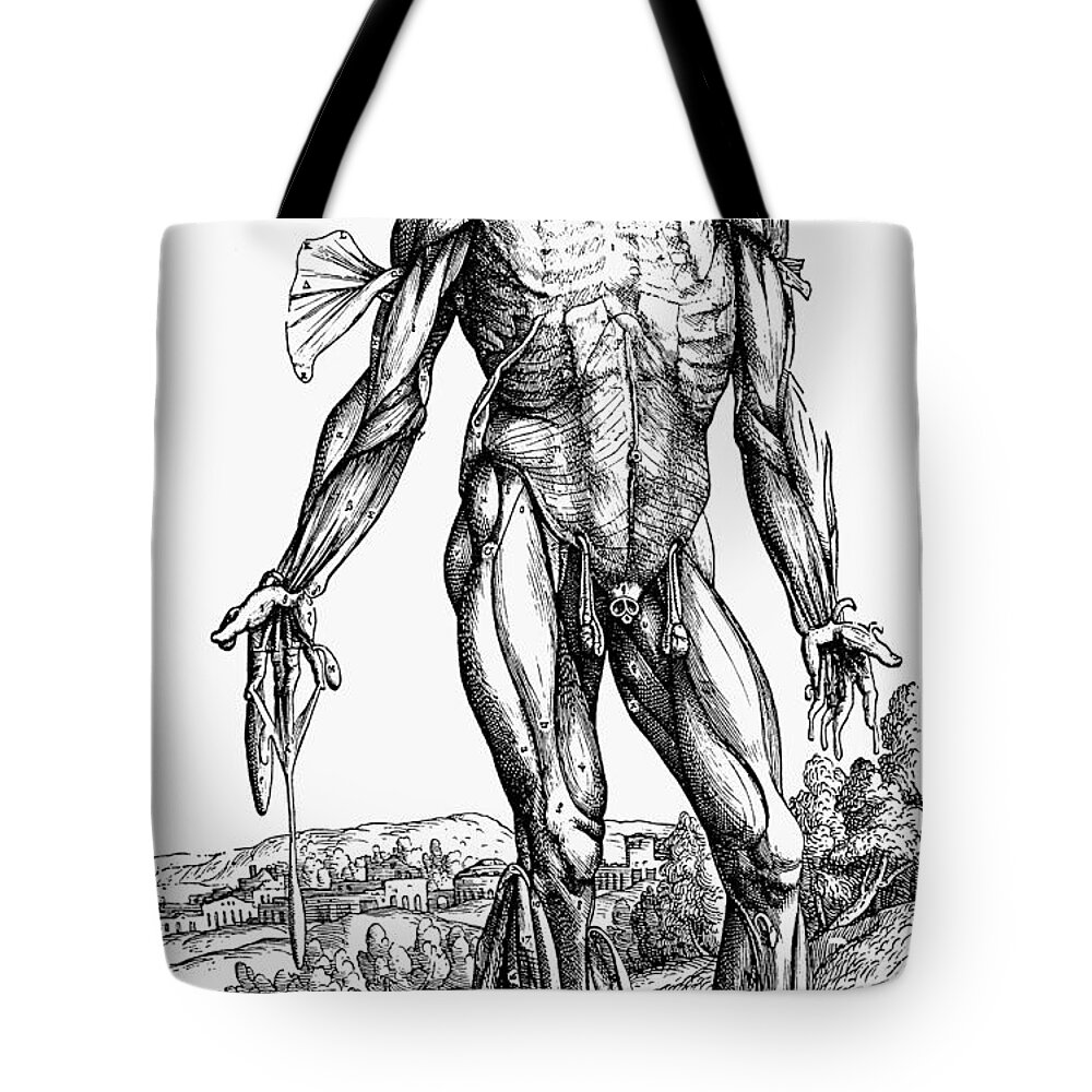 1543 Tote Bag featuring the photograph Vesalius: Muscles #1 by Granger