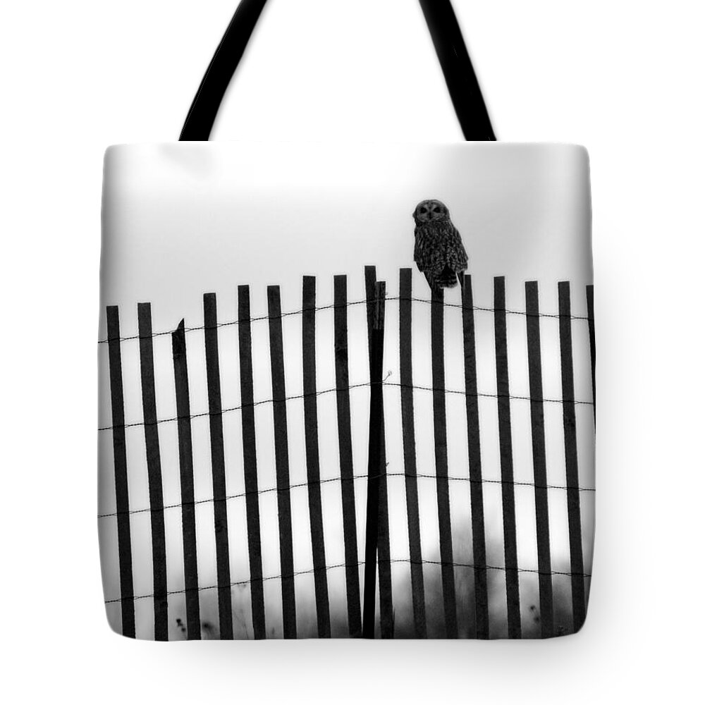 Short-eared Owl Tote Bag featuring the photograph Waiting Owl by Tracy Winter