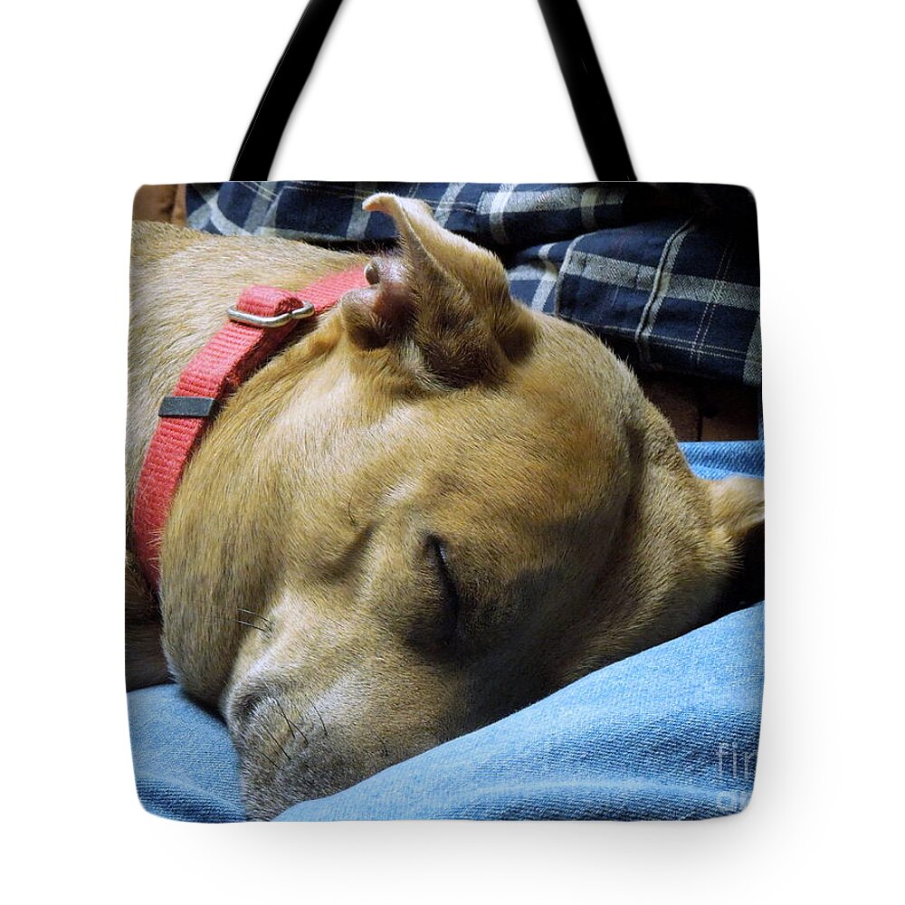 Dog Tote Bag featuring the photograph Watching TV #1 by Renee Trenholm