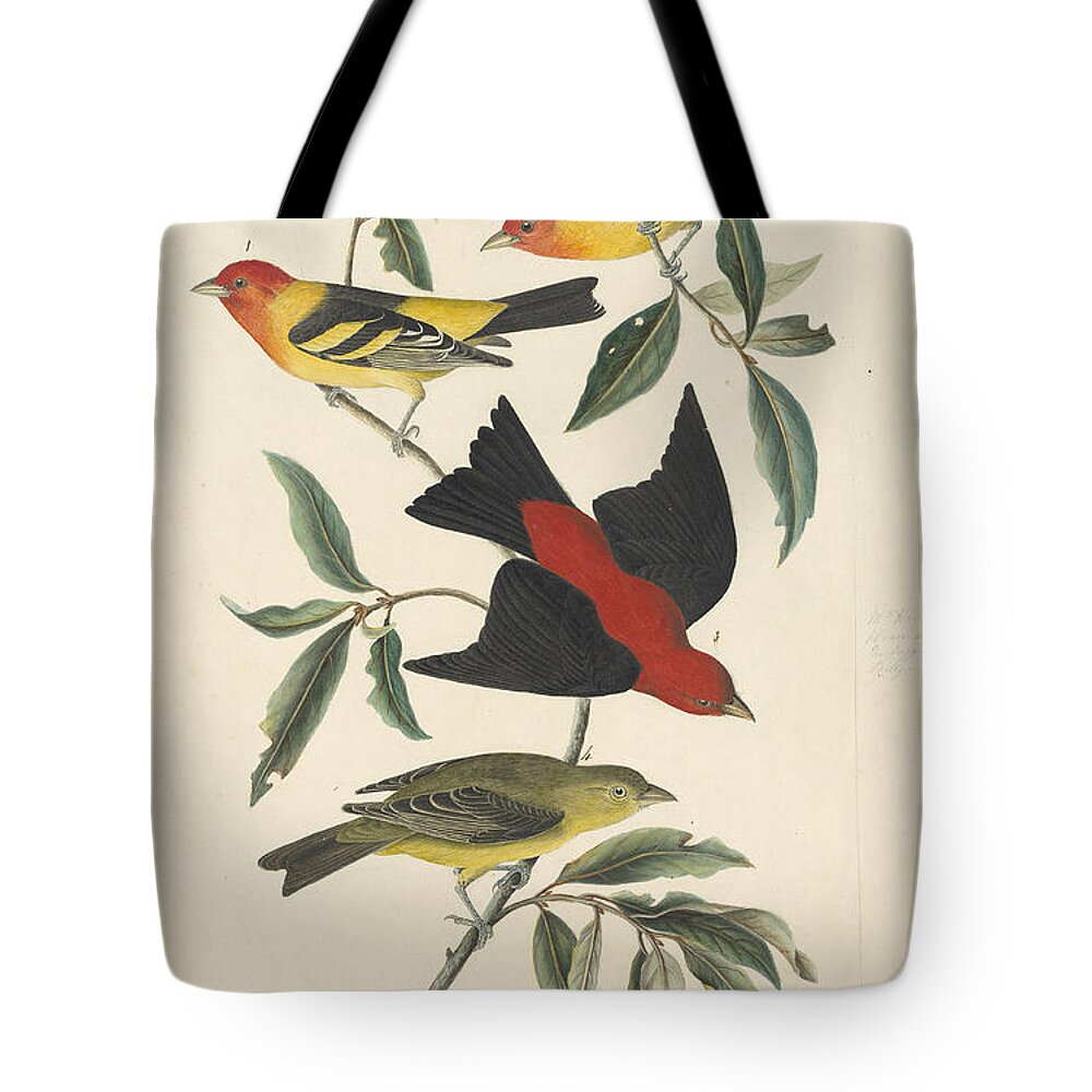 Wildlife Tote Bag featuring the drawing Western Tanager #1 by Celestial Images