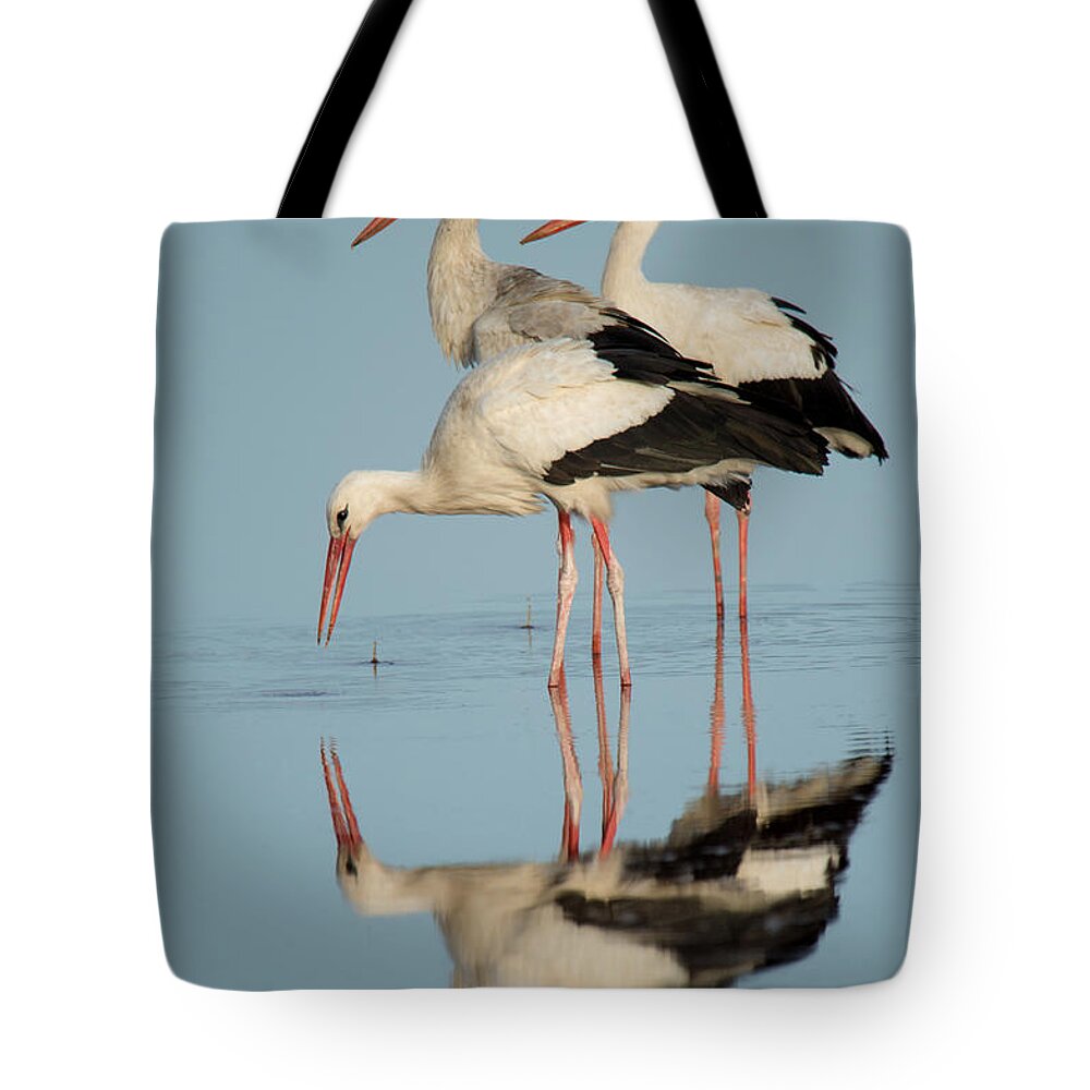 Photography Tote Bag featuring the photograph White Storks Ciconia Ciconia In A Lake #1 by Panoramic Images