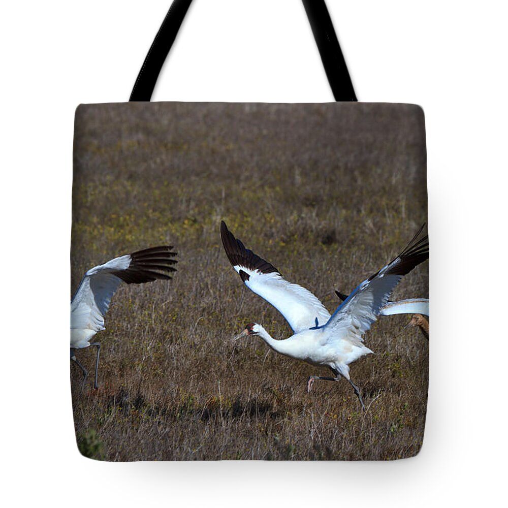 Whooping Crane Tote Bag featuring the photograph Whooping Cranes #3 by Louise Heusinkveld