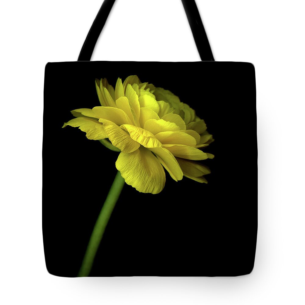 Black Background Tote Bag featuring the photograph Yellow Ranunculus #1 by Photograph By Magda Indigo