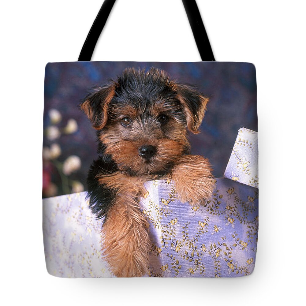 Animal Tote Bag featuring the photograph Yorkshire Terrier Puppy by Alan and Sandy Carey