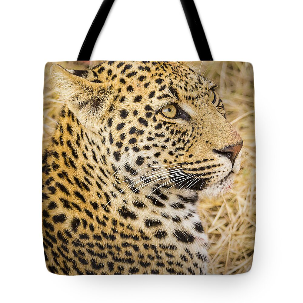 Panthera Pardus Tote Bag featuring the photograph Young Male Leopard Cub #1 by Fred J Lord