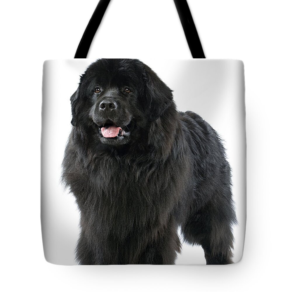 Newfoundland Tote Bag featuring the photograph Newfoundland Dog #10 by Jean-Michel Labat