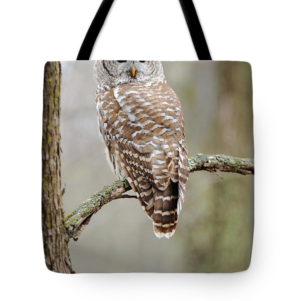 Barred Owl Tote Bag featuring the photograph Barred Owl by Scott Linstead