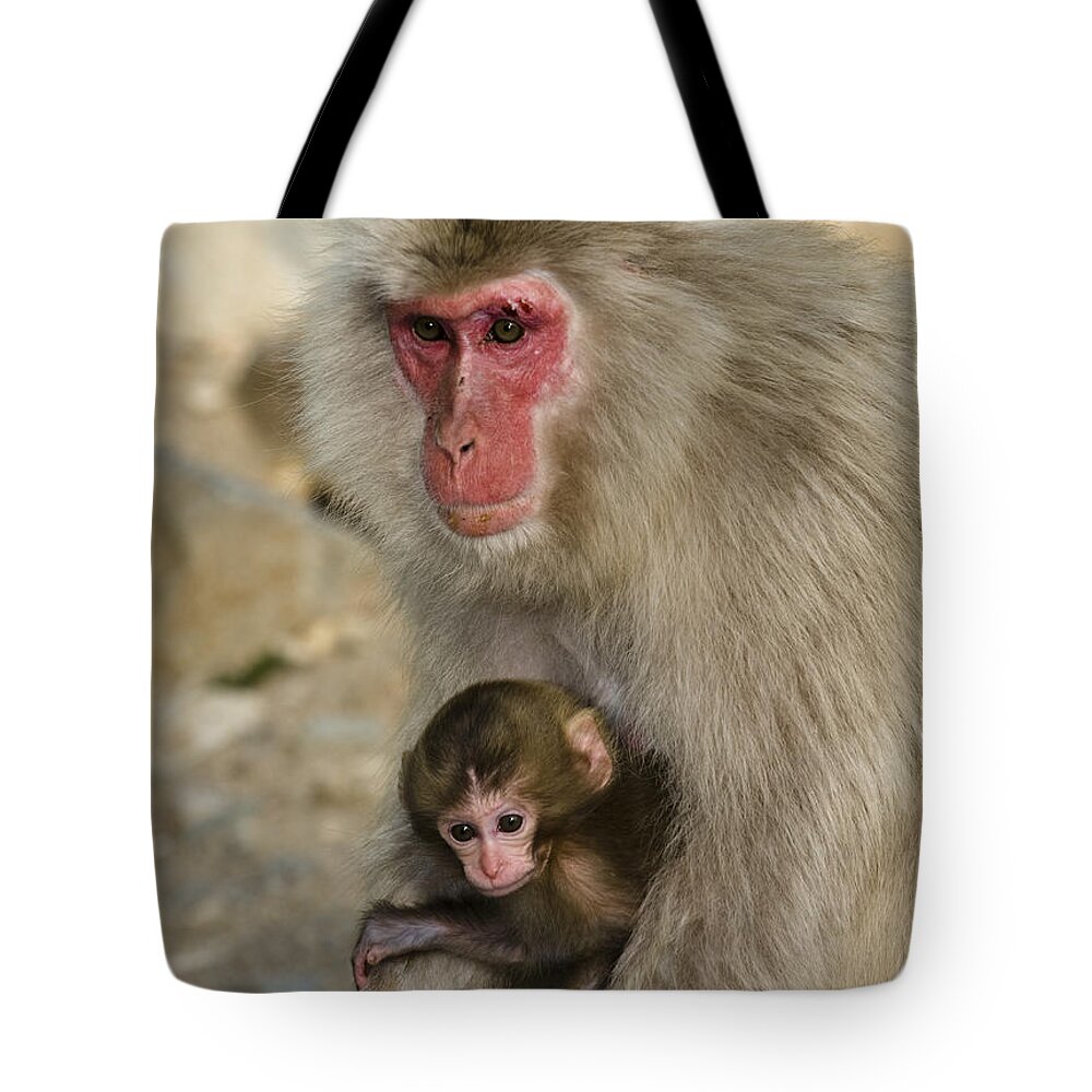 Asia Tote Bag featuring the photograph Snow Monkeys, Japan #11 by John Shaw