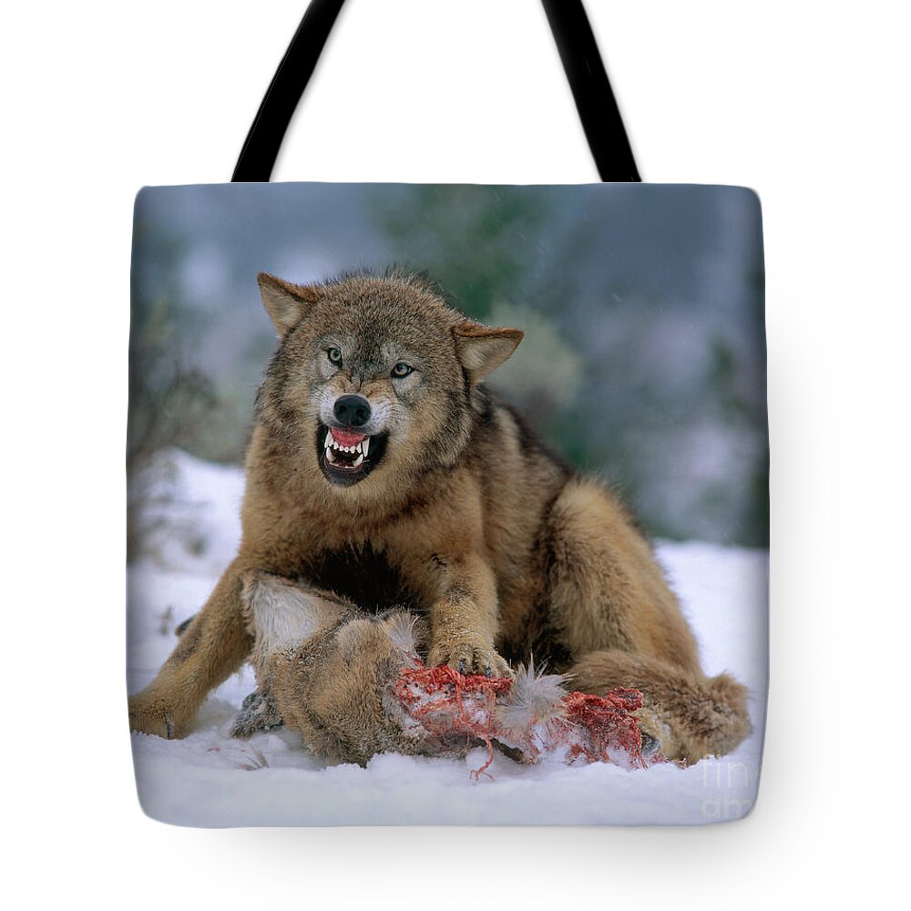 Gray Wolf Tote Bag featuring the photograph Timber Wolf #11 by Hans Reinhard