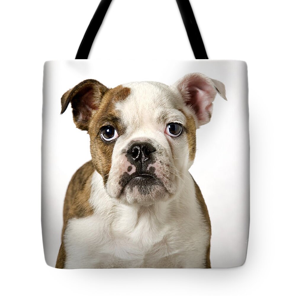 English Bulldog Tote Bag featuring the photograph 110307p153 by Arterra Picture Library