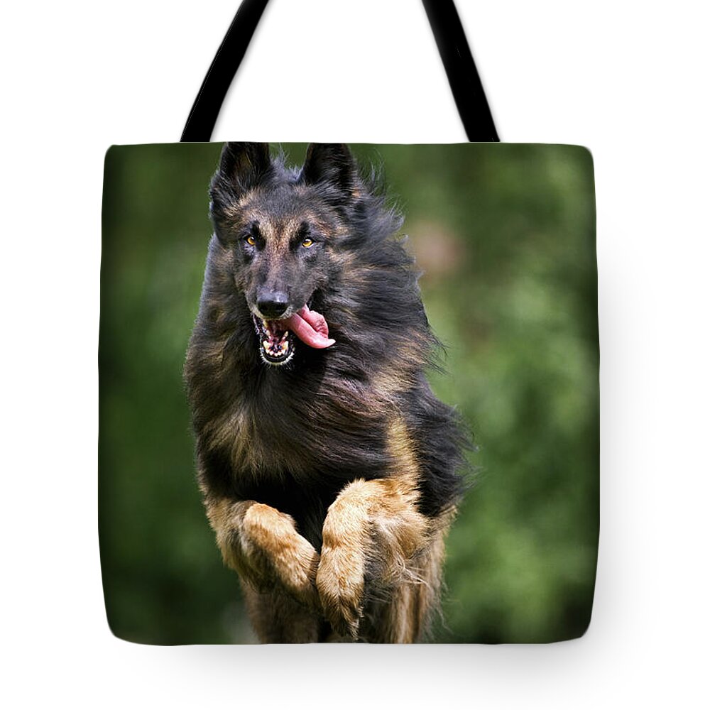 Mammal Tote Bag featuring the photograph 110801p138 by Arterra Picture Library