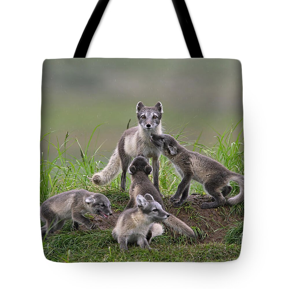 Arctic Fox Tote Bag featuring the photograph 111130p059 by Arterra Picture Library