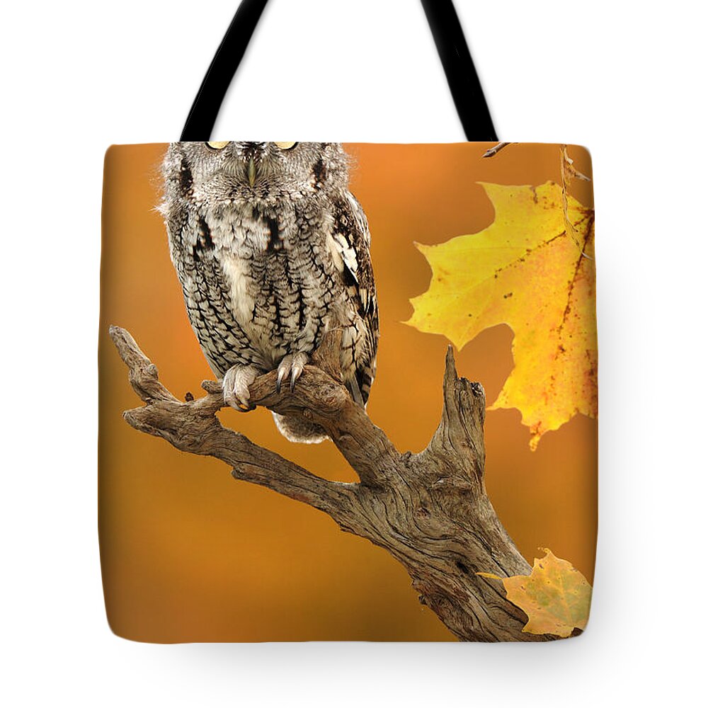 Eastern Screech Owl Tote Bag featuring the photograph Eastern Screech Owl #13 by Scott Linstead