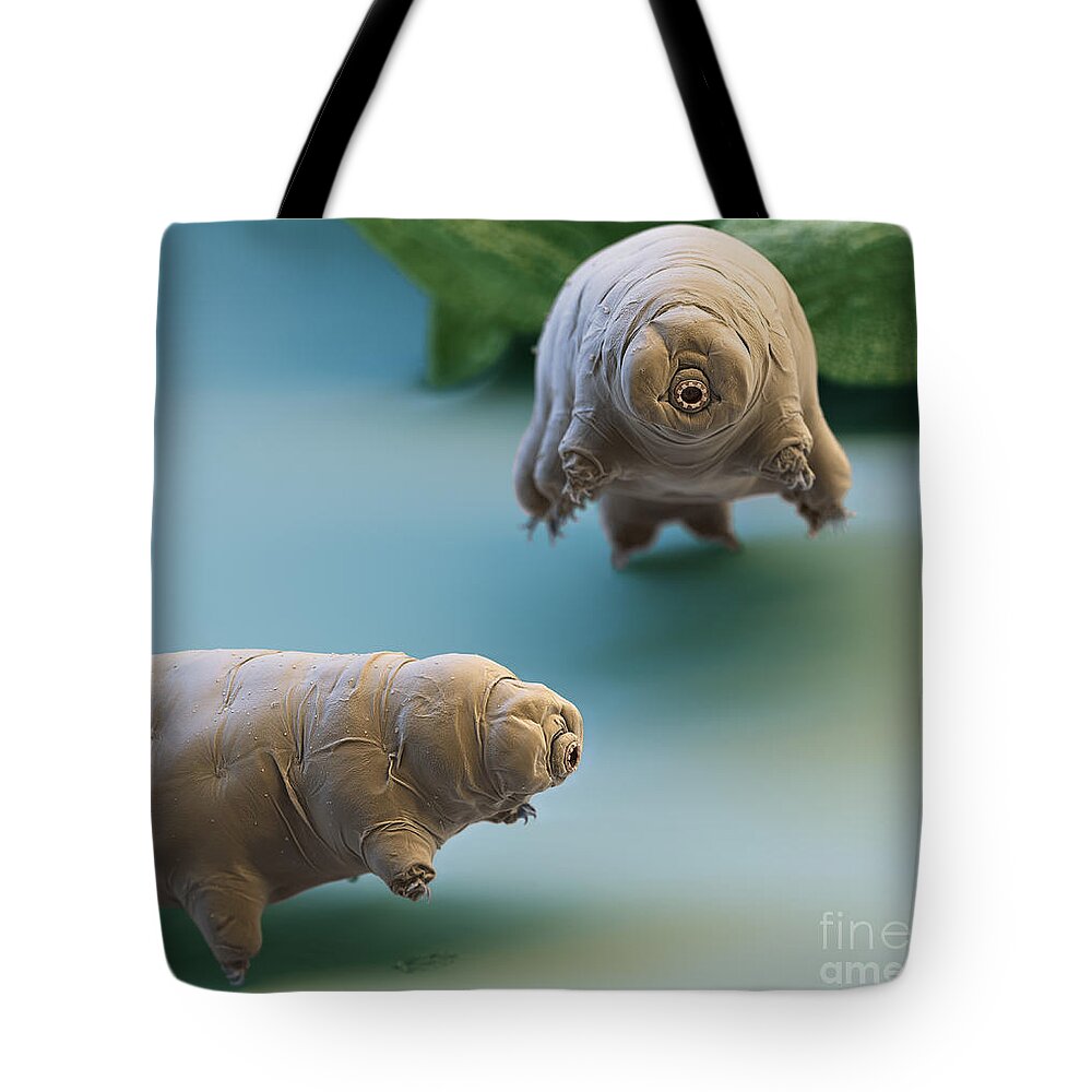 Paramacrobiotus Fairbanki Tote Bag featuring the photograph Water Bear #13 by Eye of Science and Science Source