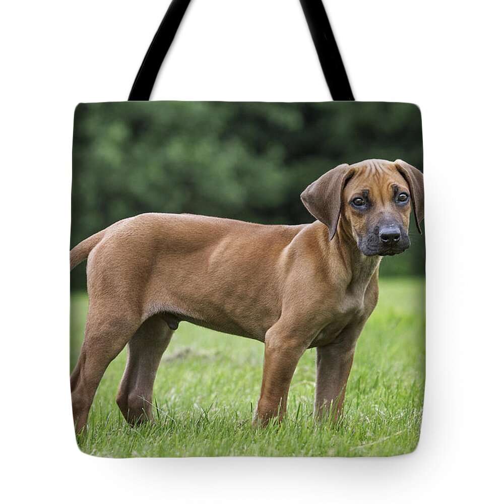 Rhodesian Ridgeback Tote Bag featuring the photograph 130918p304 by Arterra Picture Library