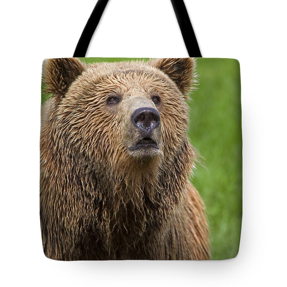Common Tote Bag featuring the photograph 131018p270 by Arterra Picture Library