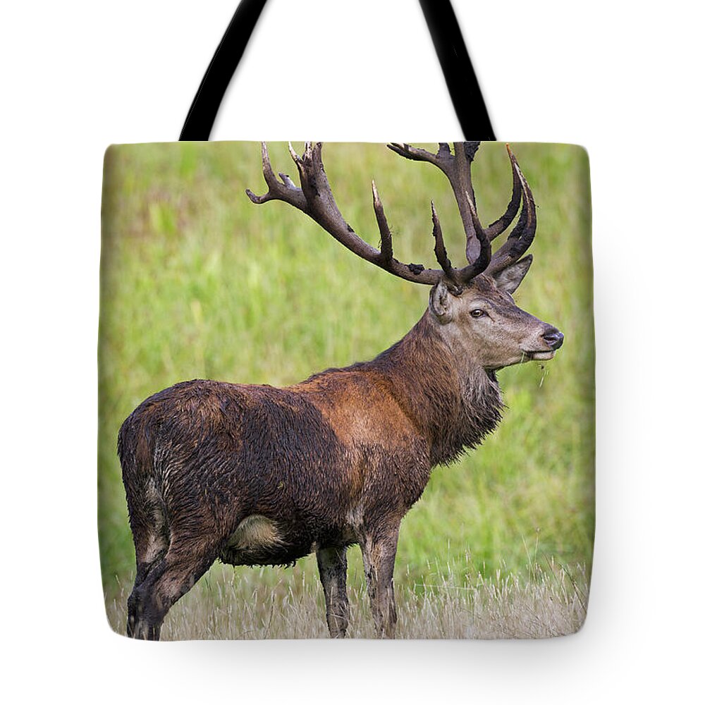 Red Deer Tote Bag featuring the photograph 140314p107 by Arterra Picture Library