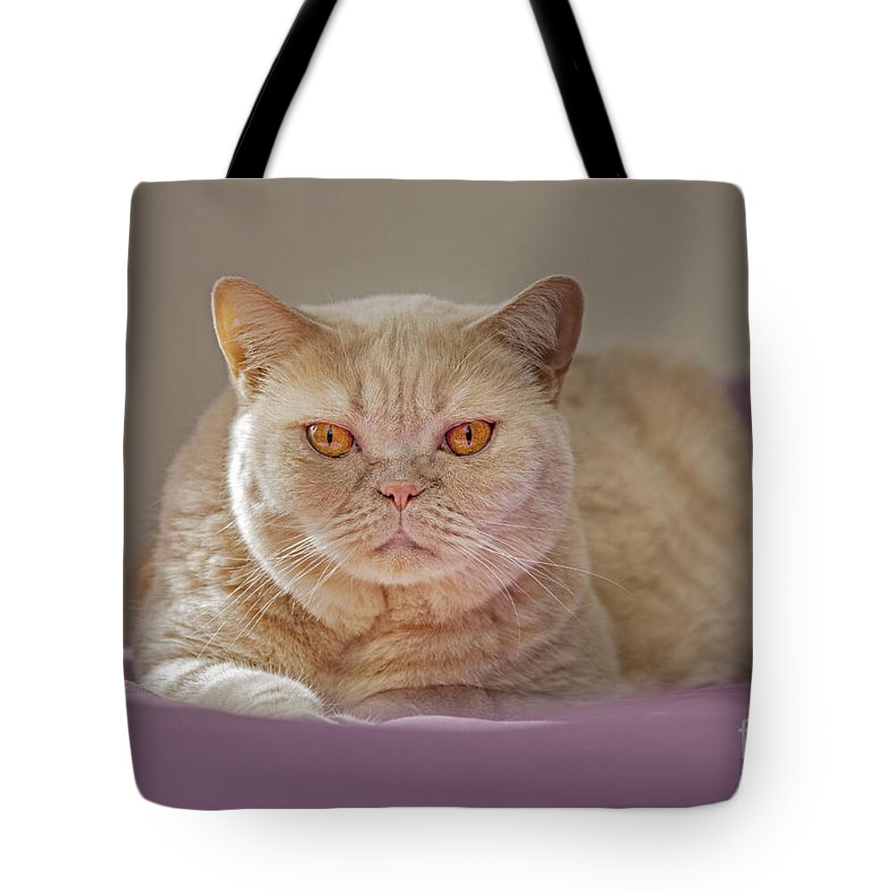 British Shorthair Tote Bag featuring the photograph 140420p084 by Arterra Picture Library