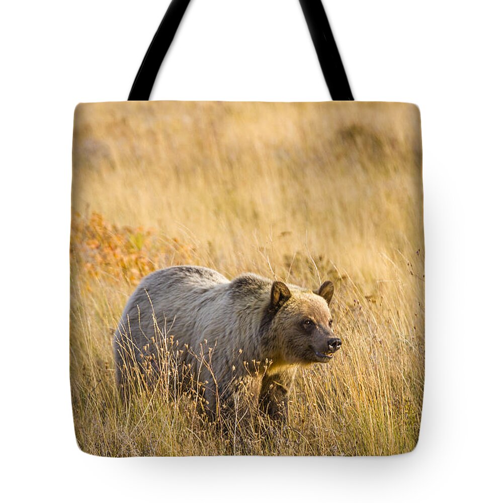 Glacier National Park Tote Bag featuring the photograph Grizzly Bear 1 - 140917A-295 by Albert Seger