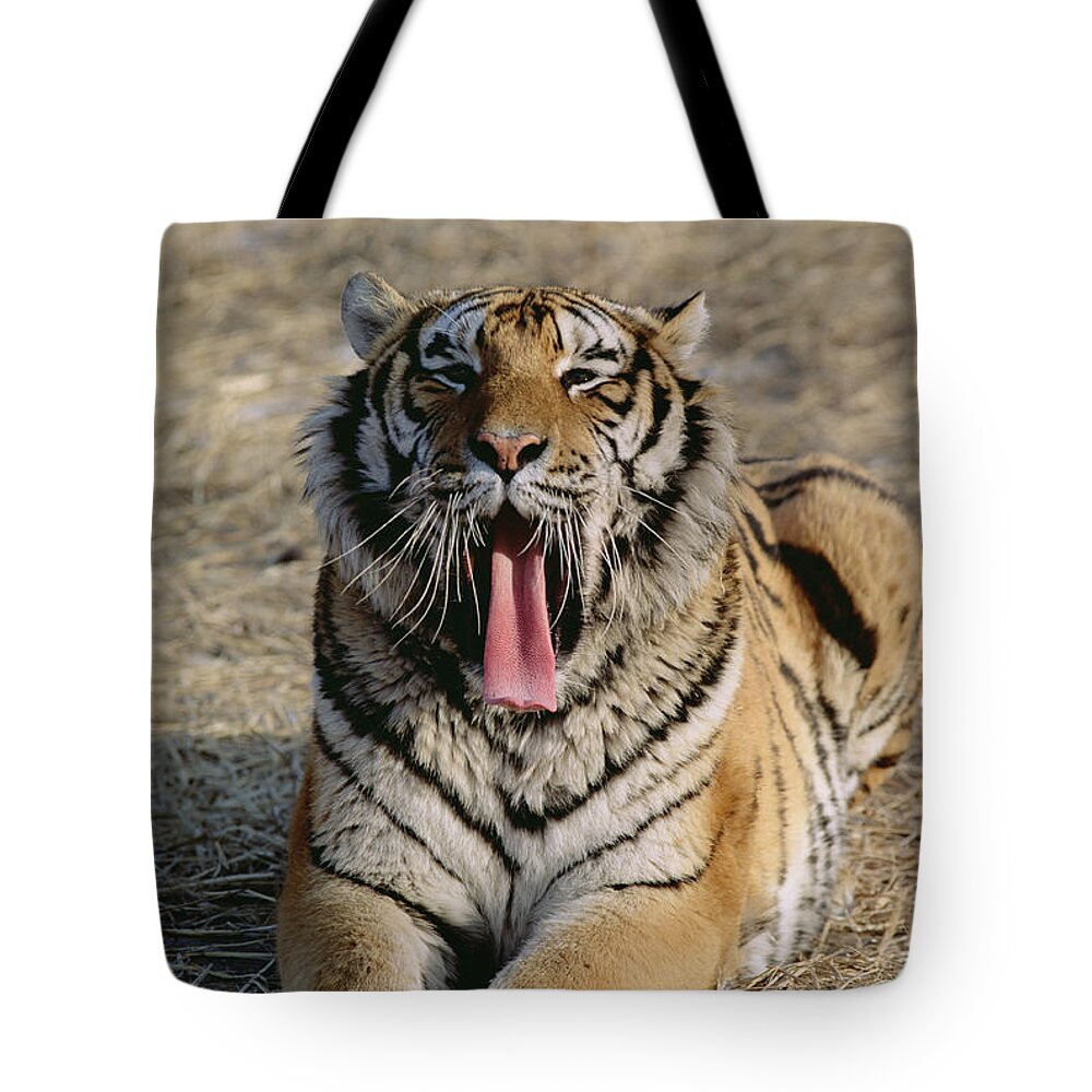 Mp Tote Bag featuring the photograph Siberian Tiger Yawn by Konrad Wothe