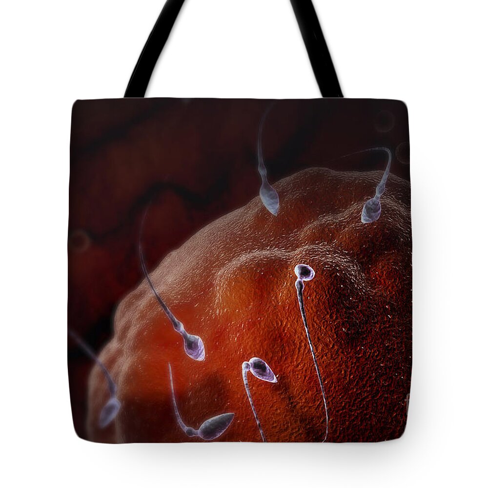 Human Anatomy Tote Bag featuring the photograph Fertilization #17 by Science Picture Co