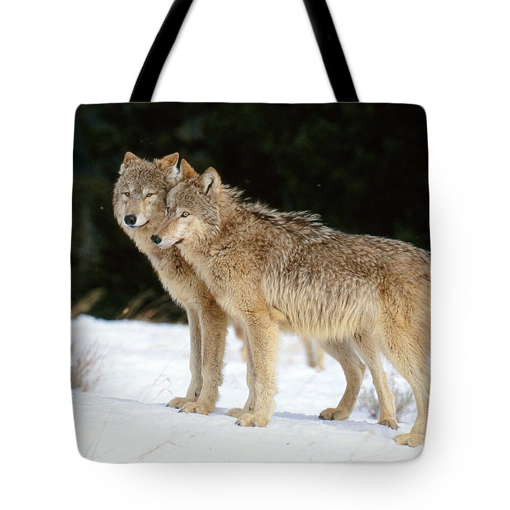 Animal Tote Bag featuring the photograph Gray Wolf #17 by Jeffrey Lepore