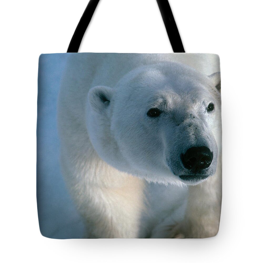 Animal Tote Bag featuring the photograph Polar Bear #18 by Dan Guravich