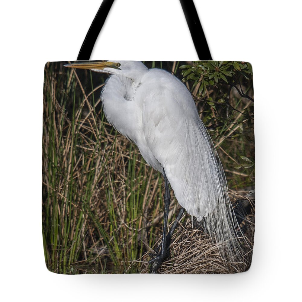 White Heron Tote Bag featuring the photograph All White Plumage by Dale Powell