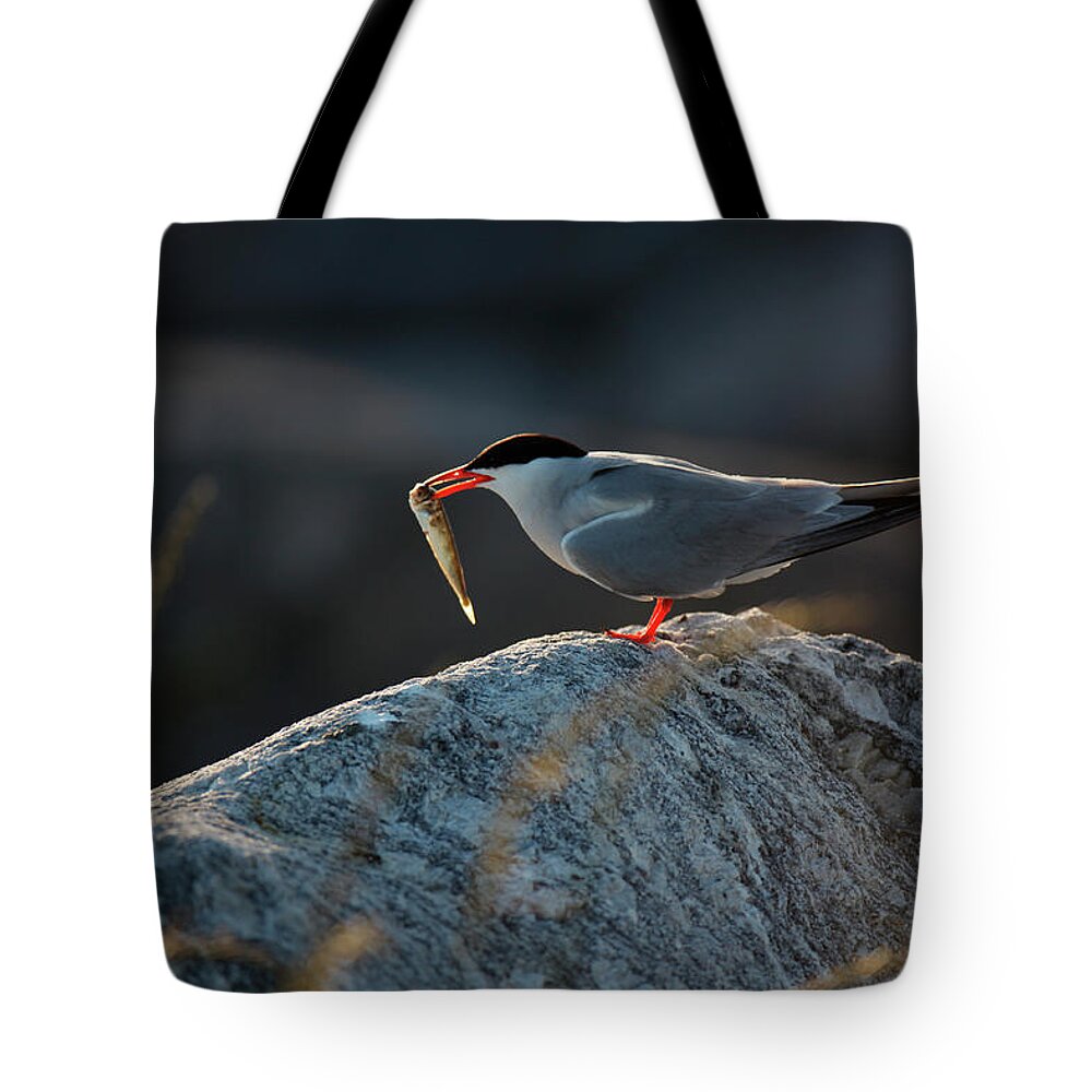Birds Tote Bag featuring the photograph Common Tern, Sterna Hirundo, On Eastern #19 by Jose Azel