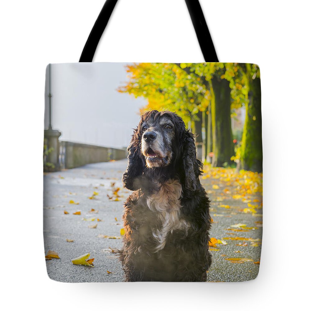 Dog Tote Bag featuring the photograph Dog #19 by Mats Silvan