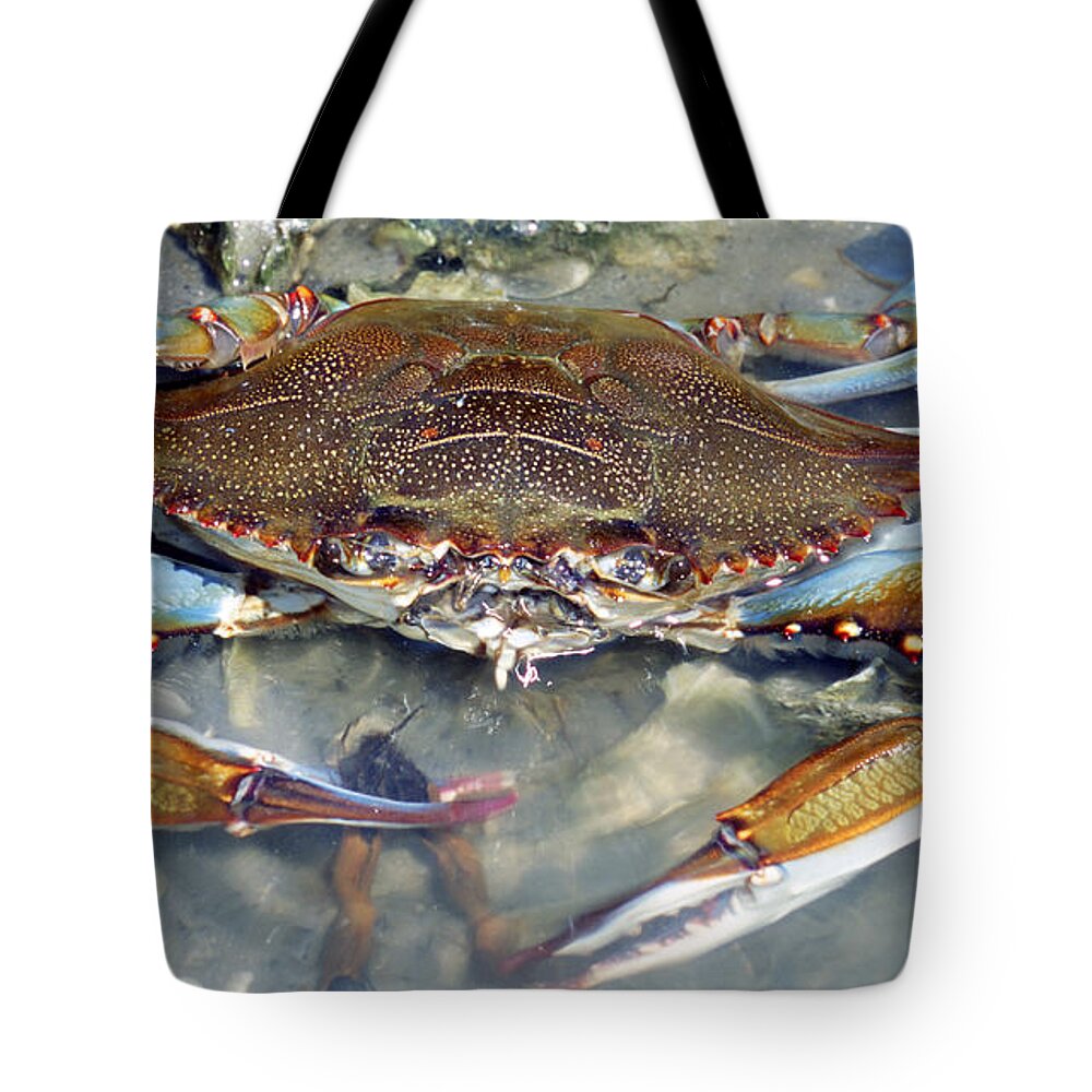 Nature Tote Bag featuring the photograph Adult Male Blue Crab #2 by Millard H. Sharp