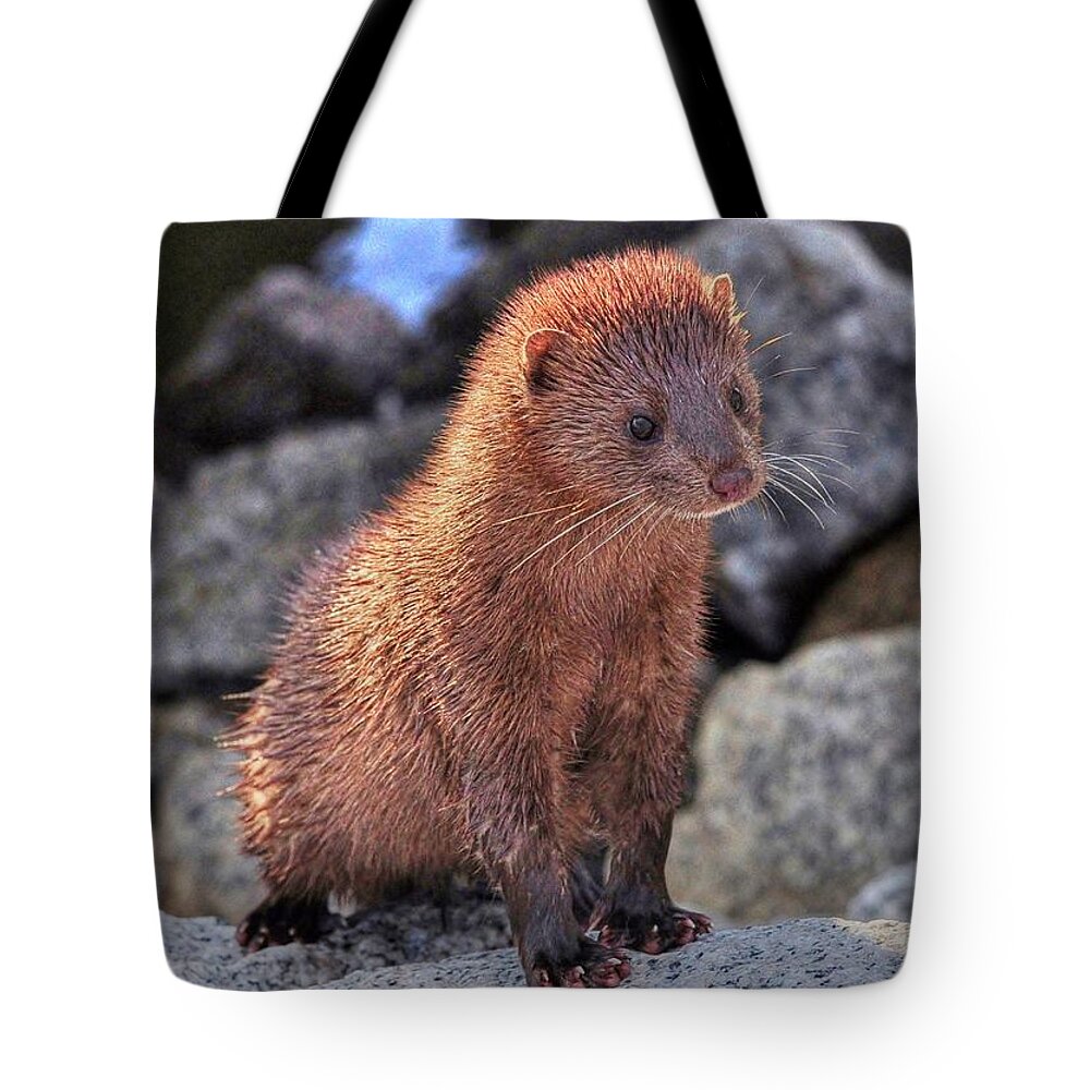 Mink Tote Bag featuring the photograph An American Mink by Kathy Baccari