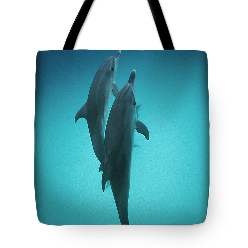 Feb0514 Tote Bag featuring the photograph Atlantic Spotted Dolphin Pair Bahamas by Flip Nicklin