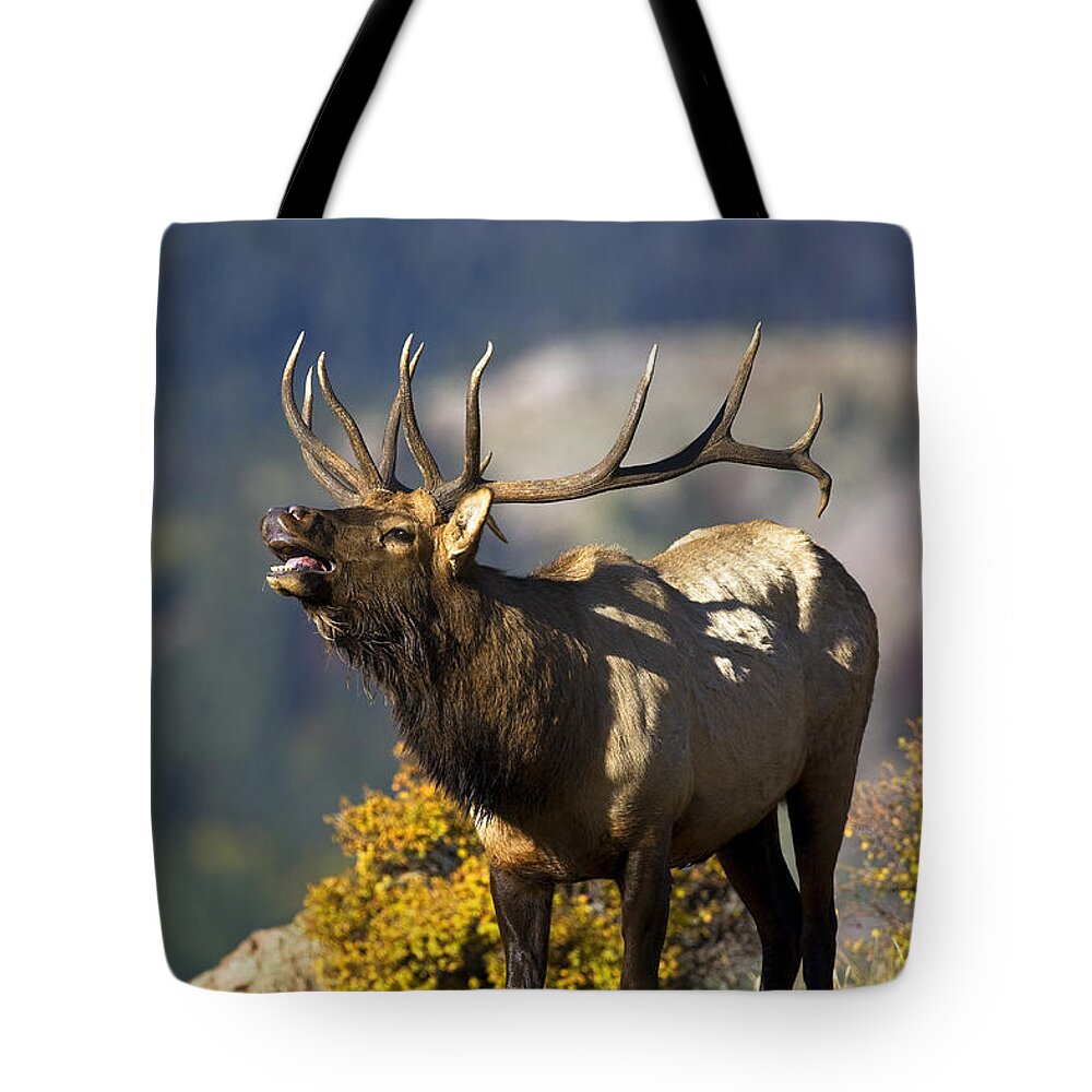 Autumn Tote Bag featuring the photograph Autumn Bull Elk Bugling #2 by Gary Langley