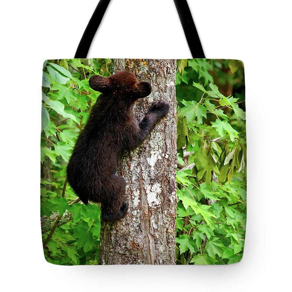 Bear Tote Bag featuring the photograph Baby Bear by Christi Kraft
