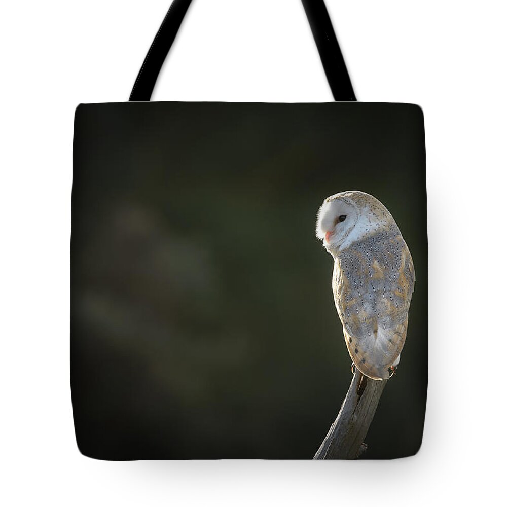 Alert Tote Bag featuring the photograph Barn Owl #2 by Andy Astbury