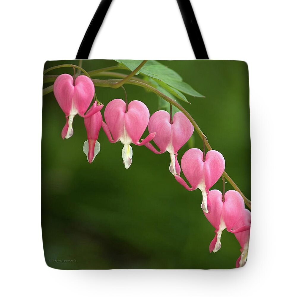 Bleeding Heart Tote Bag featuring the photograph Bleeding Heart by Vickie Szumigala