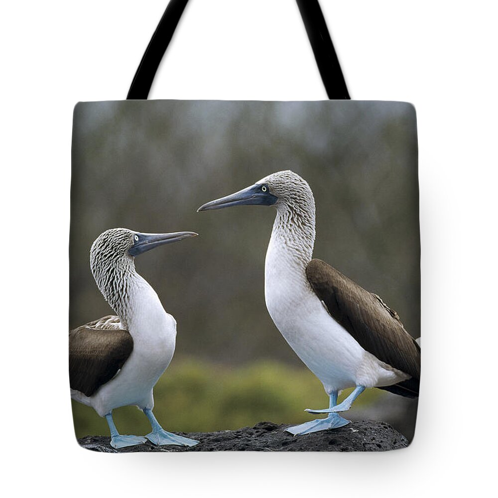 Feb0514 Tote Bag featuring the photograph Blue-footed Boobies Courting Galapagos #2 by Tui De Roy