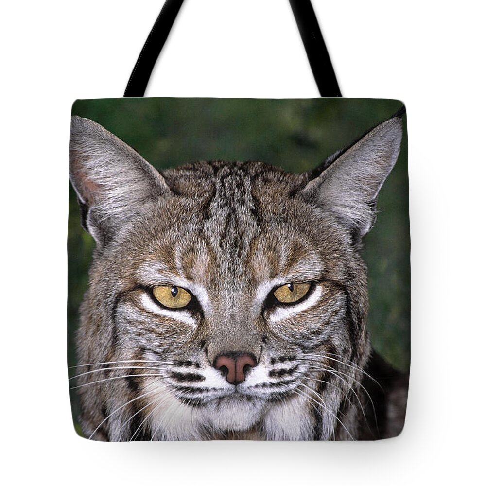 Bobcat Tote Bag featuring the photograph Bobcat Portrait Wildlife Rescue #2 by Dave Welling