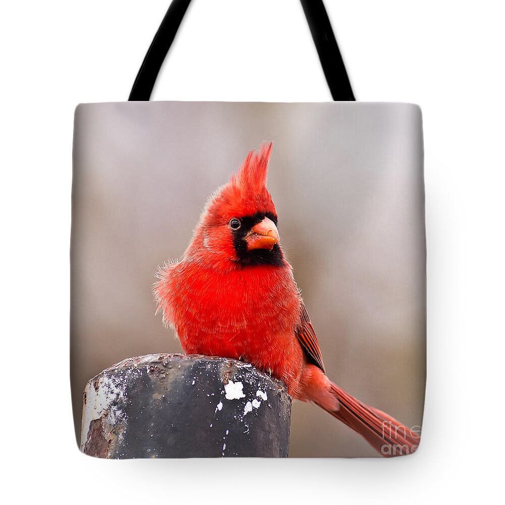Wildlife Tote Bag featuring the photograph Cardinal by Robert Frederick
