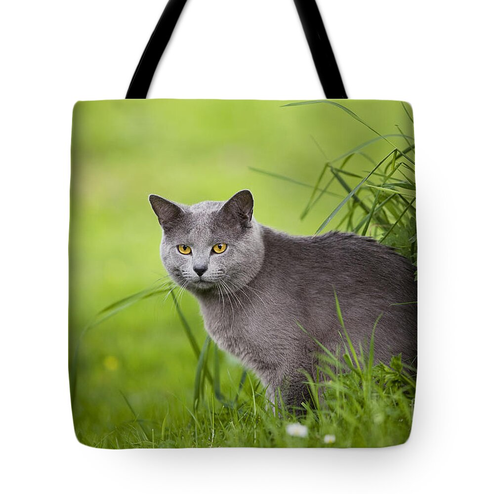 Cat Tote Bag featuring the photograph Chartreux Cat #2 by Jean-Michel Labat